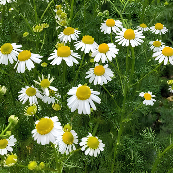 Chamomile-image