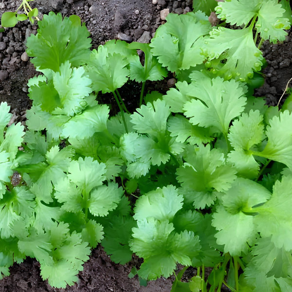 Cilantro-image