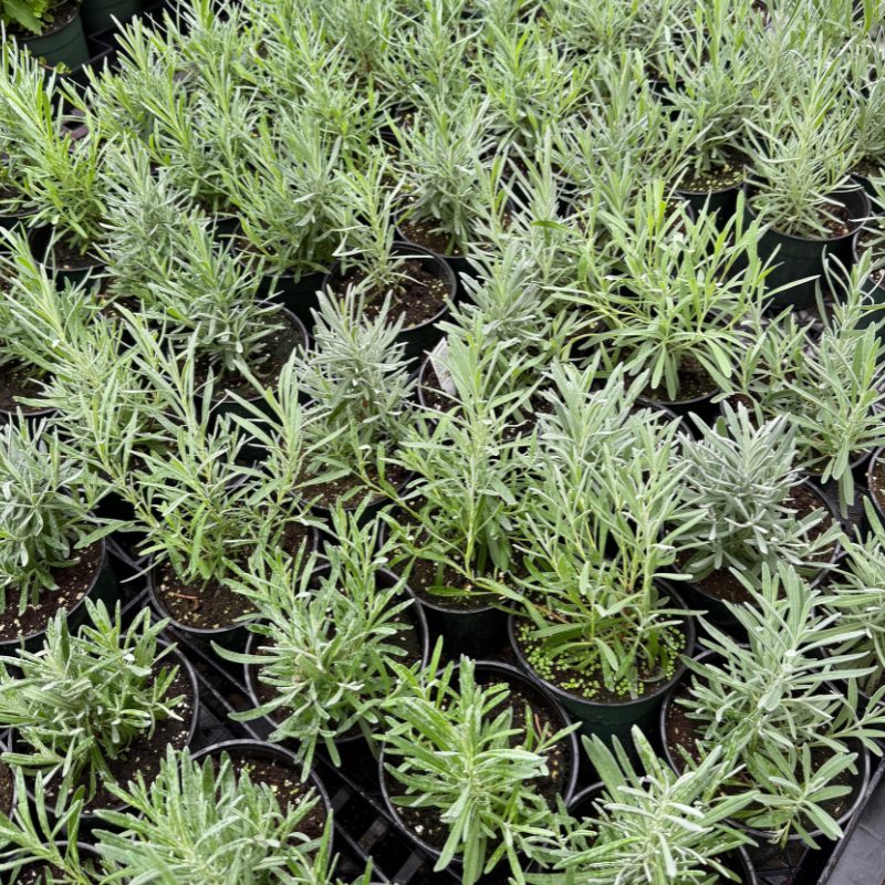 Lavender-image