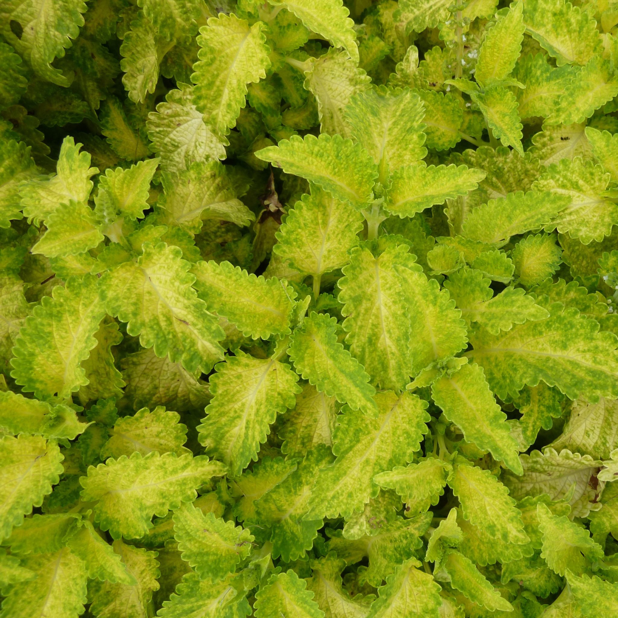 Party Time Lime Coleus-image