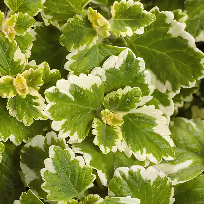 Swedish Ivy-image