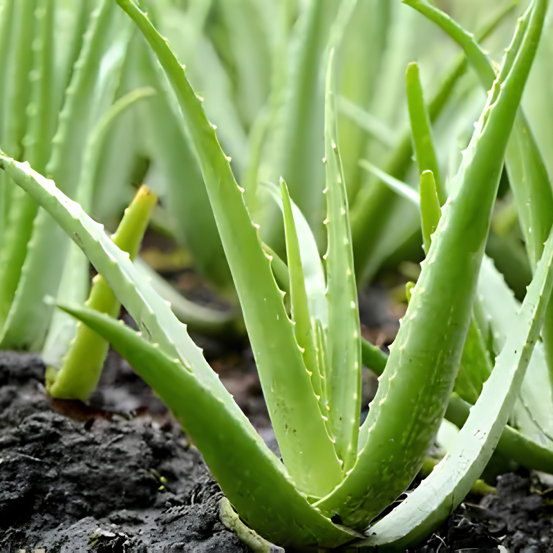 Aloe Vera-image