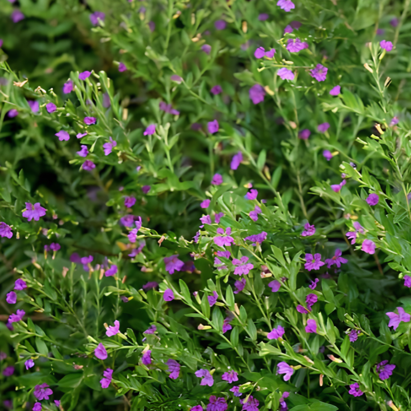 Mexican Heather-image